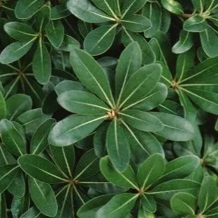 thumbnail for publication: Pittosporum tobira 'Wheeleri': Wheeler's Dwarf Pittosporum